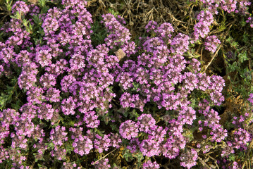 Thym de Carniole, Thymus froelichianus
