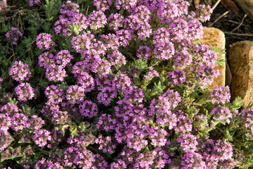 Thym de Carniole, Thymus froelichianus