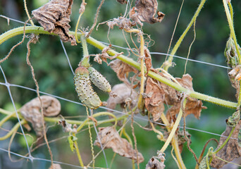Dried bush of cucumbers with unripe fruits