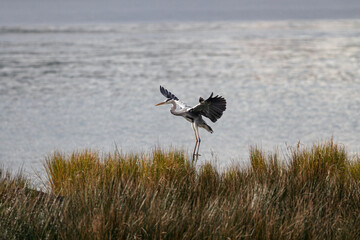 Beautiful Douro river heron hovering