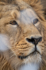 Close-up of a lion's face with snow on the bars in the foreground.