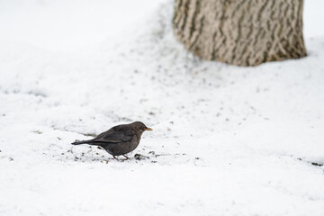 Blackbird female on the ground with snow.