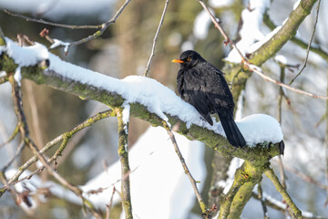 Blackbird male on branch with snow.