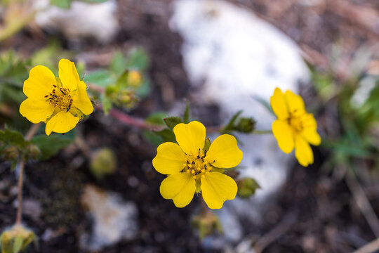 close-up of a yellow flower in the forest, elective focus. low depth of field