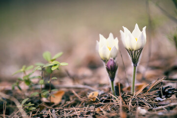 two white snowdrop flowers growing up on the ground in the forest