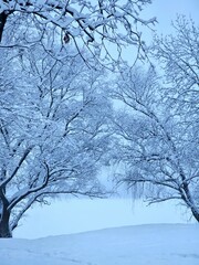winter landscape, park, trees under the snow