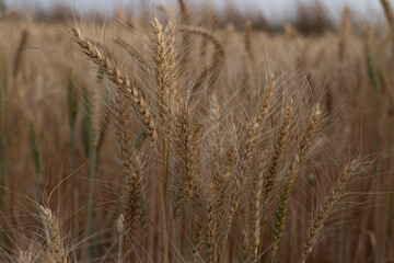 Ear of Wheat crop on agriculture field ready for cultivation.