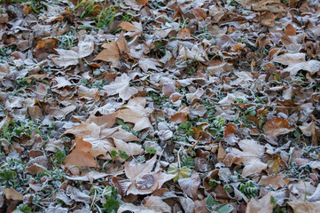 background of dry leaves with frost
