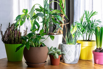 Beautiful potted green plants on the table in sunny day. Home gerdening concept.
