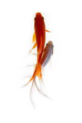 Goldfish isolated on the white background. Shallow depth of field.