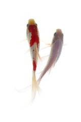 Goldfish isolated on the white background. Shallow depth of field.