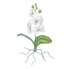 White orchid flower with roots painting. Delicate realistic botanical watercolor hand drawn illustration. Clip art for wedding invitations, decor, textiles, gifts, packaging, floristry, flower farming