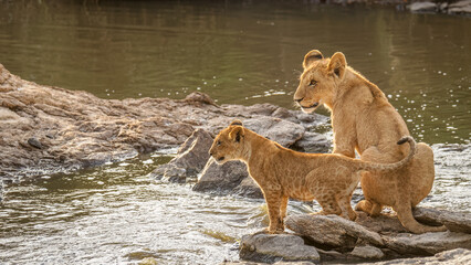 Naklejka na ściany i meble Lion cubs ( Panthera Leo Leo) crossing the water, Olare Motorogi Conservancy, Kenya.