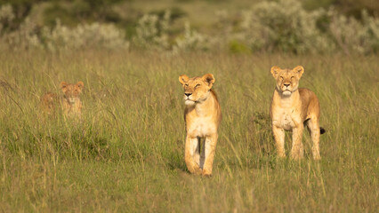 Lion pride ( Panthera Leo Leo) searching for prey in the golden hour of dawn searching for prey , Olare Motorogi Conservancy, Kenya. - obrazy, fototapety, plakaty