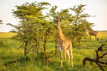 Masai giraffe calf (Giraffa tippelskirchi or Giraffa camelopardalis tippelskirchi), Olare Motorogi Conservancy, Kenya.