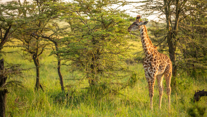 Masai giraffe calf (Giraffa tippelskirchi or Giraffa camelopardalis tippelskirchi), Olare Motorogi Conservancy, Kenya.