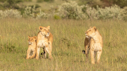 Lion pride ( Panthera Leo Leo) searching for prey in the golden hour of dawn searching for prey , Olare Motorogi Conservancy, Kenya.