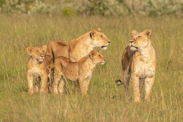 Lion pride ( Panthera Leo Leo) searching for prey in the golden hour of dawn searching for prey , Olare Motorogi Conservancy, Kenya.