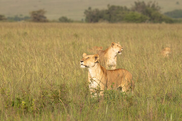 Lion pride ( Panthera Leo Leo) searching for prey in the golden hour of dawn, Olare Motorogi Conservancy, Kenya.