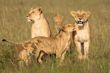 Lion pride ( Panthera Leo Leo) showing affection in the golden hour of dawn, Olare Motorogi Conservancy, Kenya.