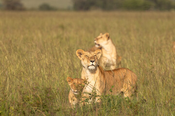 Lion pride ( Panthera Leo Leo) searching for prey in the golden hour of dawn, Olare Motorogi Conservancy, Kenya.