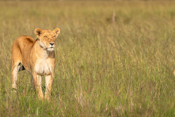 Lioness ( Panthera Leo Leo) searching for prey in the golden hour of dawn, Olare Motorogi Conservancy, Kenya.