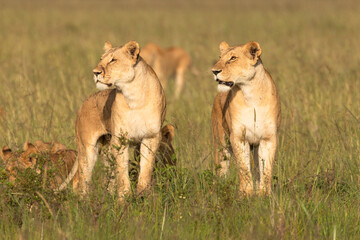 Lion pride ( Panthera Leo Leo) searching for prey in the golden hour of dawn searching for prey , Olare Motorogi Conservancy, Kenya.