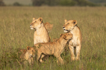 Lion pride ( Panthera Leo Leo) showing affection in the golden hour of dawn, Olare Motorogi Conservancy, Kenya.