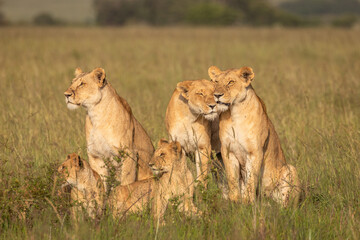 Lion pride ( Panthera Leo Leo) showing affection in the golden hour of dawn, Olare Motorogi Conservancy, Kenya.