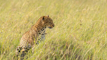 Female leopard ( Panthera Pardus) looking at lions nearby, Olare Motorogi Conservancy, Kenya.