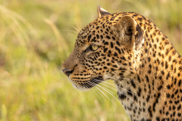 Head of a female leopard ( Panthera Pardus), Olare Motorogi Conservancy, Kenya.