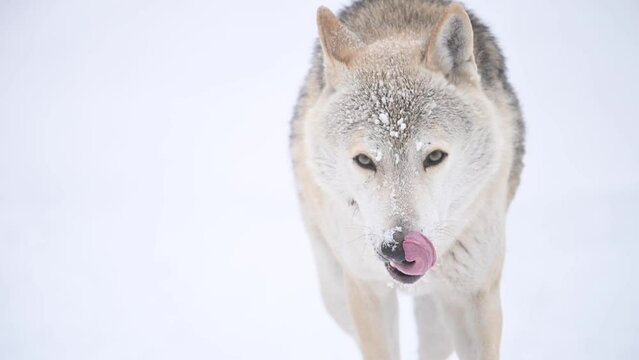 Wolf, Canis lupus, gray wolf in winter forest close slow motion portrait. High quality 4k footage super slow motion 120fps raw footage