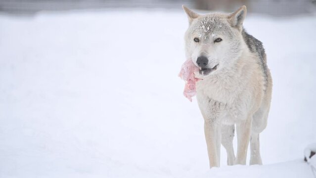 Wolf, Canis lupus, gray wolf in winter forest close slow motion portrait. High quality 4k footage super slow motion 120fps raw footage