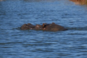 Fototapeta premium Flusspferd (hippopotamus amphibius) in Namibia
