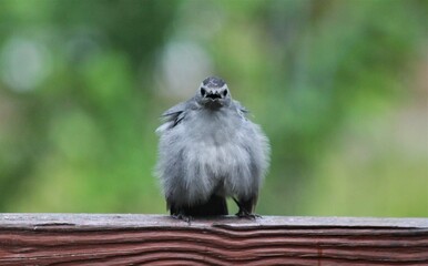 Catbird