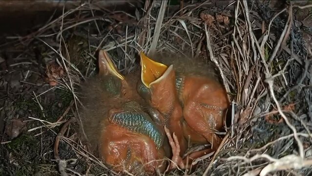 Opening the mouth of the baby birds in the nest.Sparrow baby birds in the nest.
