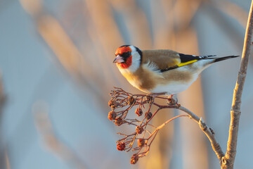European goldfinch or simply the goldfinch (Carduelis carduelis)