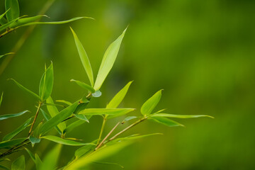 Close up photo of fresh green bamboo leaves in the forest with bokeh backgrounds. Shady atmosphere...