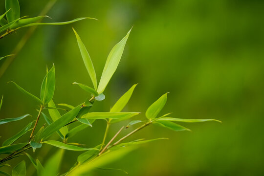 Close up photo of fresh green bamboo leaves in the forest with bokeh backgrounds. Shady atmosphere of trees. Empty blank copy text space. Concept for World Environment Day and Earth Day.