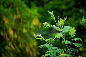 Close up photo of fresh green leaves from trees in the forest with bokeh backgrounds. Shady atmosphere of trees. Empty blank copy text space. Concept for World Environment Day and Earth Day.
