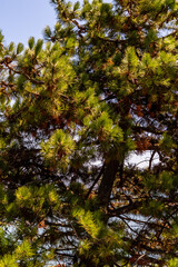 Obraz premium Flora cerca de la Costa de Galicia, España.