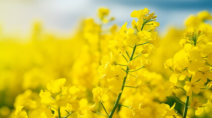 Obraz premium Close-up of a rapeseed field. Rapeseed oil advertisement