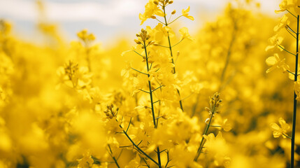 Close-up of a rapeseed field. Rapeseed oil advertisement