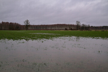 Rural landscape with a flooded meadow and trees in the background. Snow melted in early spring and made deep puddles on agricultural field. Forest trees with bare branches ahead. Latvia, Zemgale.
