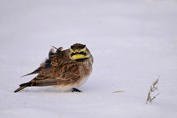 Winter scene of a Horned Lark bird standing in a snow covered agricultural field looking around