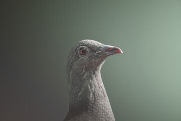 Pigeon portrait on gradient background