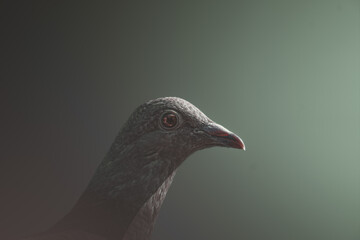 Pigeon portrait on gradient background