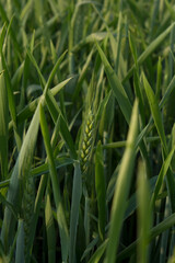 Juicy fresh ears of young green wheat on the nature in spring summer field. ripening ears of wheat field. Green Wheat field blowing in the rural Indian fields. Unripe wheat crop in India