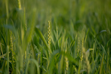 Juicy fresh ears of young green wheat on the nature in spring summer field. ripening ears of wheat field. Green Wheat field blowing in the rural Indian fields. Unripe wheat crop in India