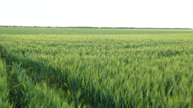 Aerial drone view of Greenfield from young wheat.Young green wheat swaying strongly in the wind. Amazingly beautiful endless fields of green grass go far to the horizon. Forward Movement. Agriculture